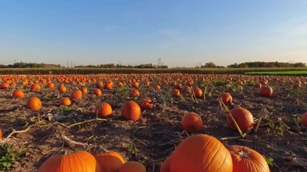 Złoty Wieczór Farmie Dyń Ozdobione Pole Dyniami Październiku Sezonowe Święta — Wideo stockowe