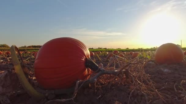Zbiory Dyni Sezon Święta Dziękczynienia Złota Godzina Farmie Dyniami Agroturystyki — Wideo stockowe