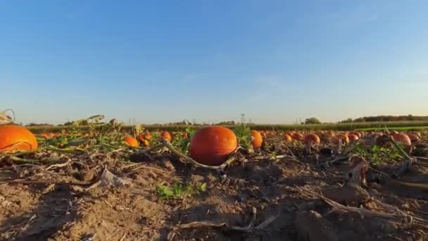 Pole Rolnicze Kolorowymi Dyniami Rozproszonymi Jasny Skrawek Pomarańczowych Dyń Farmie — Wideo stockowe