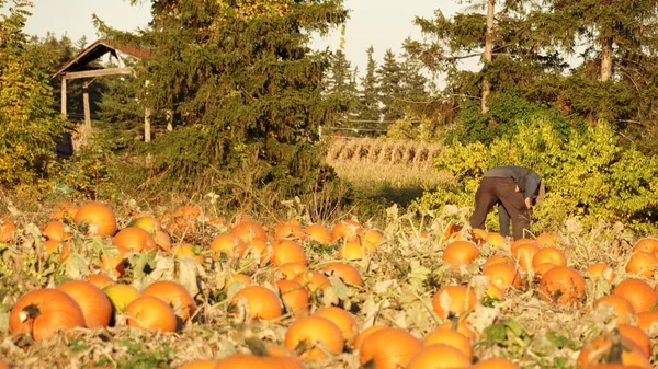 Farmer Harvesting Scattering Pumpkins His Farm Pumpkins Prepared Market Fall — Stock Photo, Image