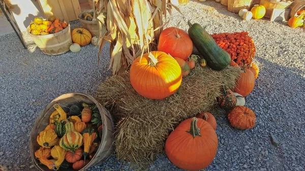 Pumpkin harvest and Thanksgiving Day season. Baskets decorated with pumpkins and gourds for agritourism or agrotourism. Holiday Autumn festival scene and celebration of fall at golden hour.