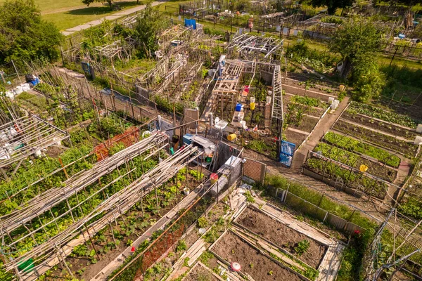 Neighbourhood Urban Garden Hands Grown Green Vegetables Agriculture City Citizens — Foto Stock