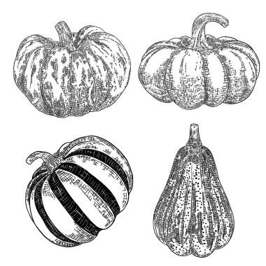 Balkabağı seti beyaz arka planda izole edildi. Mürekkeple çizilmiş balkabağı veya kabak kabağı ve kabak resmi. Tarım hasadı ve Şükran Günü ya da Cadılar Bayramı süslemeleri için semboller. Vektör.