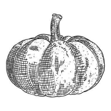 Cadılar Bayramı kabağı ya da kabak. Jack O Lantern 'in balkabağını kutluyoruz. Geleneksel Cadılar Bayramı hasat sembolü ve sonbahar tatili dekoru. El çizimi çizimi. Vektör.