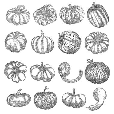 Cadılar Bayramı balkabağı ya da su kabağı seti. Jack O Lantern 'in balkabağını kutluyoruz. Geleneksel Cadılar Bayramı hasat sembolü ve sonbahar tatili dekoru. El çizimi çizimi. Vektör.