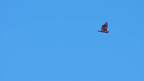 Turchia Avvoltoio Planare Attraverso Cielo Sopra Rattlesnake Point Conservation Area — Video Stock