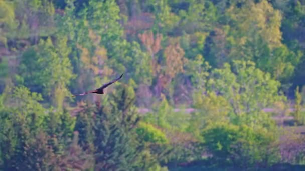Turkey Vulture Flies Rattlesnake Point Conservation Area Lookout Green Trees — Stock Video