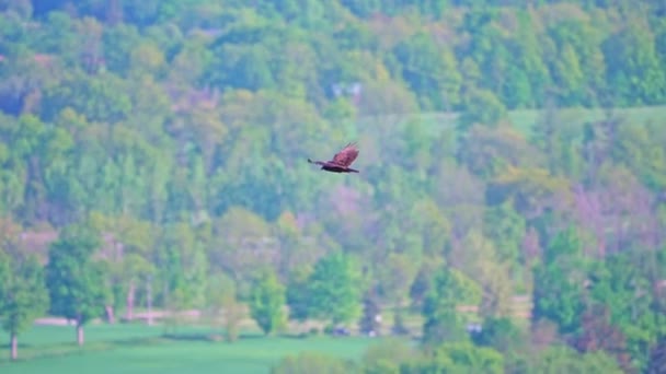 Akbaba Çıngıraklı Yılan Noktası Koruma Alanı Üzerinde Uçuyor Yeşil Ağaçlar — Stok video