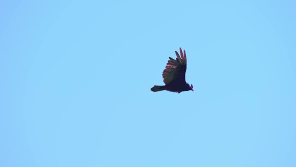 Turchia Avvoltoio Planare Attraverso Cielo Sopra Rattlesnake Point Conservation Area — Video Stock