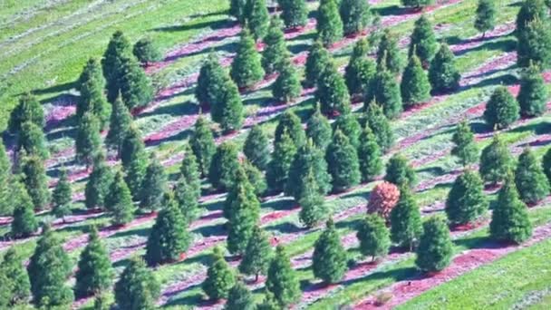 Satılık Yeniden Ağaçlandırılmış Kozalaklı Ağaçlar Noel Için Çam Ağaçları Bayram — Stok video