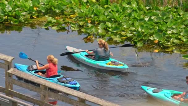 View Tourist Paddling Kayaks Marsh Boardwalk Trail Observation Tower Lookout — Stock Video