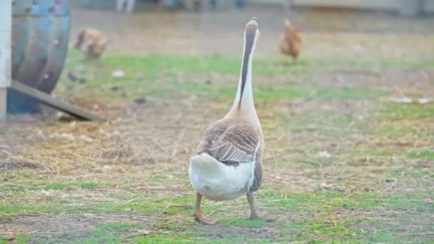 African Swan Goose Anser Cygnoides Looking Food Close Portrait Domesticated — Stock Video