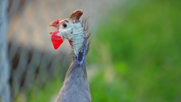 Behelmte Uhus Numida Meleagris Domestizierter Bauernvogel Aus Südafrika Sahara Zeitlupe — Stockvideo