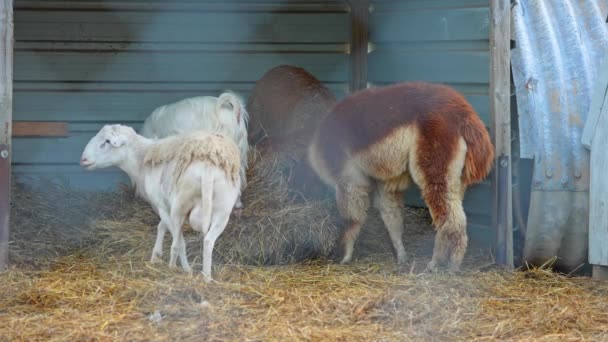 农场里成群的农场动物 美洲驼和山羊 饲养家畜 用于羊毛 羊绒和农业 牧群寻找食物 — 图库视频影像