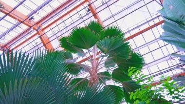Ravenala madagascariensis palmiyesi çiçek açan bitkiler veya gezgin ağacı, gezgin palmiyesi veya Madagaskar 'dan gelen doğu-batı palmiyesi çeşitli egzotik bitkilerle çevriliyken yapraklarını yavaşça hareket ettiriyor..