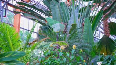 Ravenala madagascariensis palmiyesi çiçek açan bitkiler veya gezgin ağacı, gezgin palmiyesi veya Madagaskar 'dan gelen doğu-batı palmiyesi çeşitli egzotik bitkilerle çevriliyken yapraklarını yavaşça hareket ettiriyor..