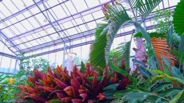 Ravenala madagascariensis palmiyesi çiçek açan bitkiler veya gezgin ağacı, gezgin palmiyesi veya Madagaskar 'dan gelen doğu-batı palmiyesi çeşitli egzotik bitkilerle çevriliyken yapraklarını yavaşça hareket ettiriyor..