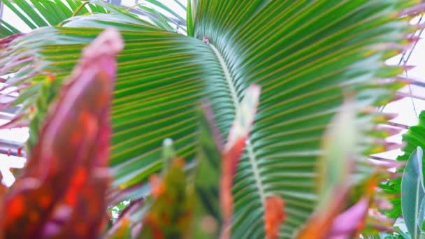Φύλλα Καρύδας Εξωτική Ζούγκλα Και Πλούσια Φυτά Τροπικό Δάσος Του — Αρχείο Βίντεο