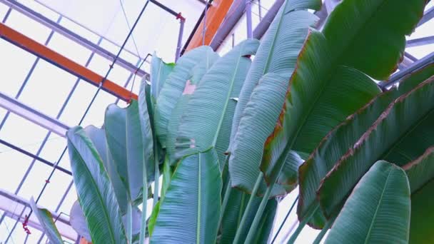 Ravenala Madagascariensis Palm Genus Dari Tumbuhan Berbunga Monocotyledonous Dikenal Sebagai — Stok Video