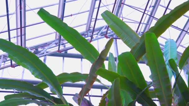 Banánfa Levél Egzotikus Dzsungelben Lassan Mozog Szélben Buja Növény Üvegházhatású — Stock videók