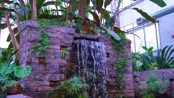 Artificial Waterfall Made Exotic Jungle Lush Plants Greenhouse Rainforest Public — Stock Video