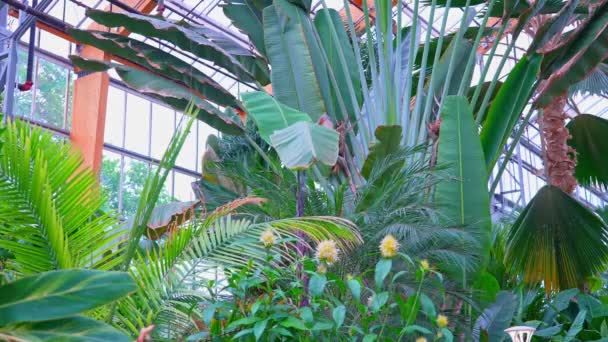 Ravenala Madagascariensis Palma Piante Fiore Albero Del Viaggiatore Palma Del — Video Stock