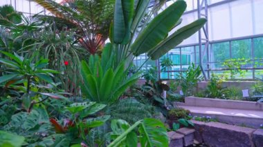 Ravenala madagascariensis palmiye cinsi tek tip çiçekli bitkiler. Madagaskar 'dan gelen yolcu ağacı, yolcu palmiyesi ya da doğu-batı palmiyesi olarak bilinir. Strelitziaceae ailesinin bir ferdi.