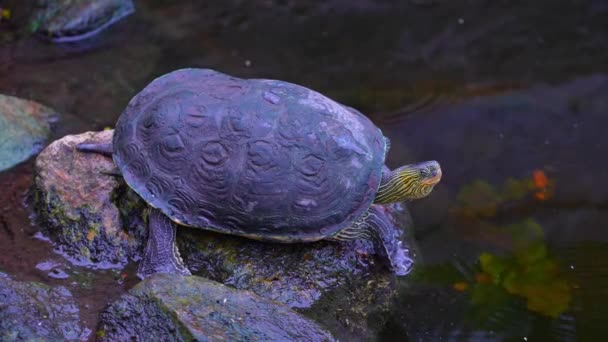 Sungai Penyu Atau Big Bend Slider Reptil Penyu Air Menutup — Stok Video