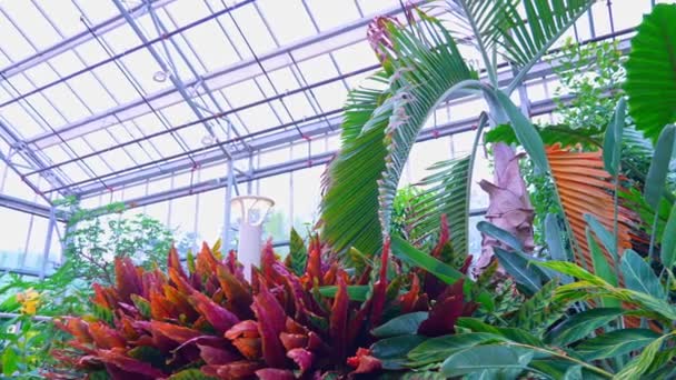 Folhas Tropicais Dentro Exótica Floresta Tropical Efeito Estufa Antecedentes Floresta — Vídeo de Stock