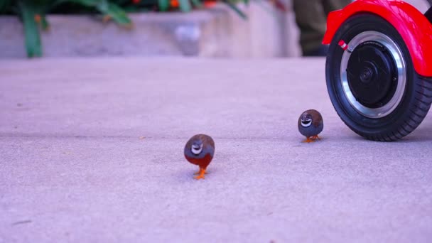 鸭蛋鹌鹑或中国彩绘鹌鹑的配对 是凤尾鱼科的小鸟 Gage公园热带奇异温室热带雨林中可爱的鹌鹑或亚洲蓝鹌鹑 — 图库视频影像