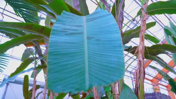 Banana Tree Leaf Exotic Jungle Slowly Move Wind Lush Plant — Stock Video