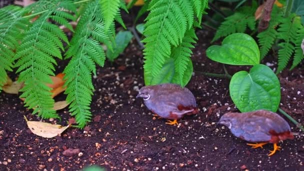 美丽的鹌鹑或亚洲蓝鹌鹑在盖奇公园热带奇异的温室热带雨林 鸭蛋鹌鹑或中国彩绘鹌鹑对 凤尾鱼科的小鸟 — 图库视频影像