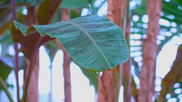 Φύλλα Μπανάνα Δέντρο Στην Εξωτική Ζούγκλα Κινούνται Αργά Στον Άνεμο — Αρχείο Βίντεο