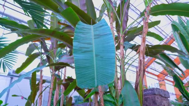 Bananenboomblad Exotische Jungle Langzaam Bewegen Bij Wind Weelderige Plant Kas — Stockvideo