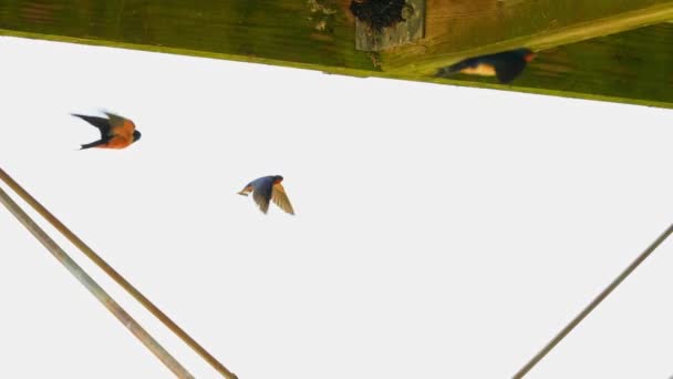 Schwalbenvogel Paragliding Der Nähe Seines Nestes Mit Küken Bei Starkem — Stockvideo