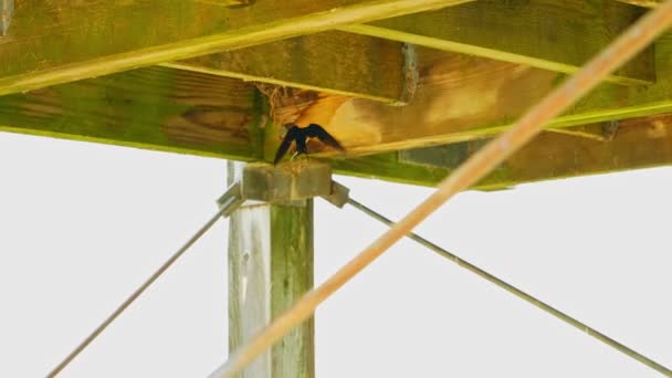 Deglutire Uccello Parapendio Vicino Suo Nido Con Pulcini Sul Forte — Video Stock