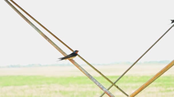Spolknout Ptáka Sedí Hnízda Mláďaty Silném Větru Slunečného Letního Dne — Stock video