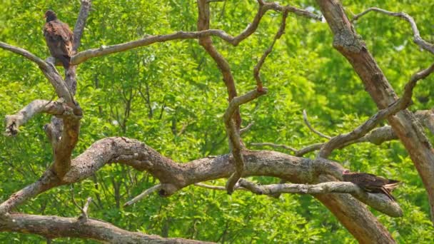 土耳其秃鹫坐在枯干的树枝上 成年土耳其秃鹫在阳光下晒干和升温 以死亡动物为食的鸟类 — 图库视频影像