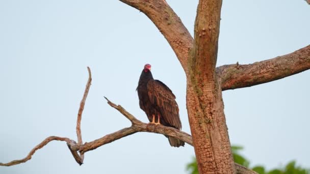 Turkey Vultures Scavenger Carnivorous Buzzard Bird Turkey Vultures Sitting Dry — Stock Video