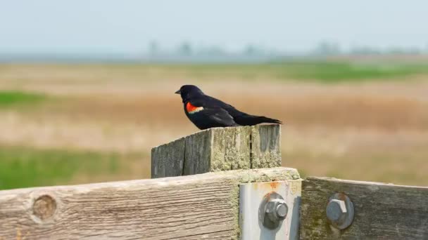 Red Winged Blackbird Agelaius Phoeniceus Přírodních Stanovištích Bažinách Point Peele — Stock video