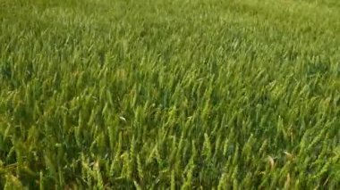 Yazın başında Kanada kırsalında yeşil buğday tarlası. Şiddetli rüzgarda tarımsal buğday tarlası manzarası. Buğday ekinleri güçlü rüzgardan dalgalanarak hareket ediyor. Yiyecek konsepti.