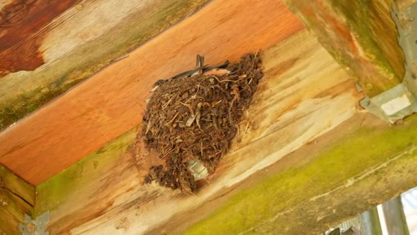 夏天阳光明媚的日子 燕子坐在鸟巢里 安大略利明顿沼泽地木板路Peele点 加拿大的鸟类学 自然和动物 — 图库视频影像