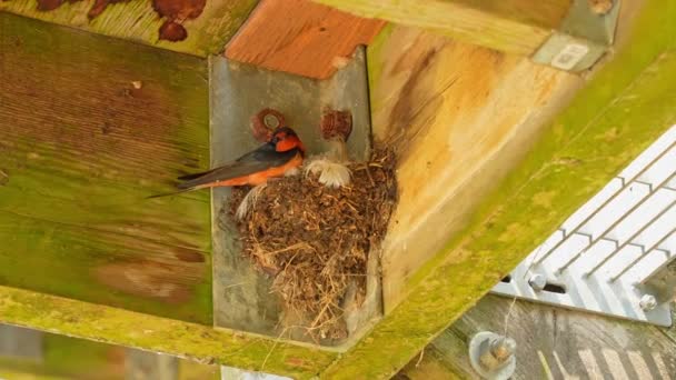 Swallow Bird Sitting Its Nest Sunny Summer Day Point Peele — Stock Video