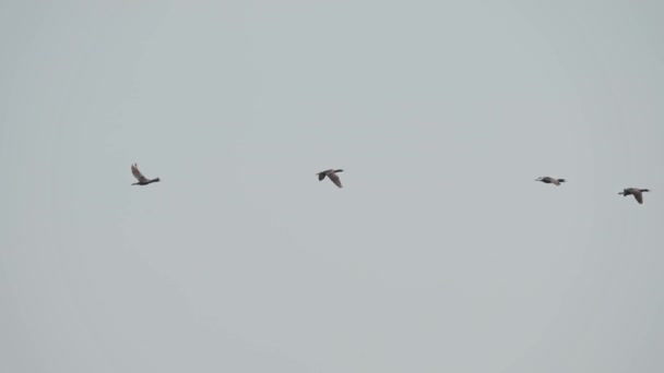 在爱丽湖 佩莉角国家公园 大羚羊群迁徙 长角羚 Phalacrocorax Carbo 又称黑角羚 Black Cormorant 是一种广泛分布的大型水鸟 — 图库视频影像