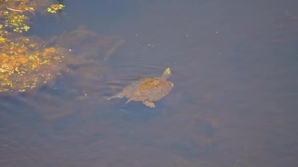 北地图龟 原产于北美的淡水龟 栖息于加拿大安大略省利明顿沼泽地 皮莱角 沼泽木板路的自然栖息地 慢动作 — 图库视频影像