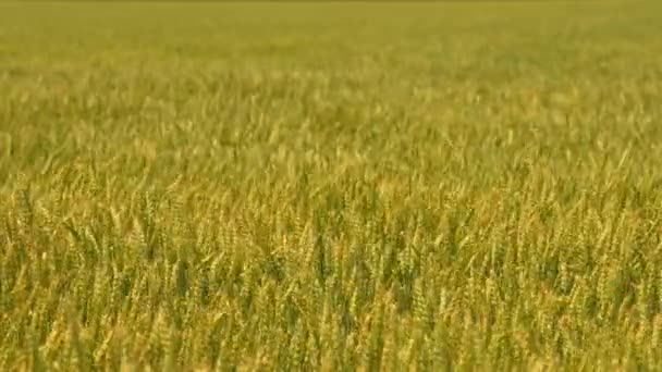 夏季にはカナダ南部の田園地帯のスローモーションフォーカスシフトショット 若い緑色の新鮮な小麦と作物でいっぱいの農場と畑はゆっくりと風に揺れている カナダの地方行政区画 食糧安全保障 — ストック動画