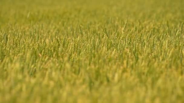 Zeitlupe Eines Grünen Weizenfeldes Frühsommer Der Kanadischen Landschaft Blick Auf — Stockvideo