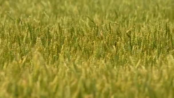 カナダの田舎の初夏の間の緑の小麦畑のゆっくりとした動き 強い風で農業小麦畑を見る 小麦の農作物は強い風から波に乗って移動します フードコンセプト — ストック動画