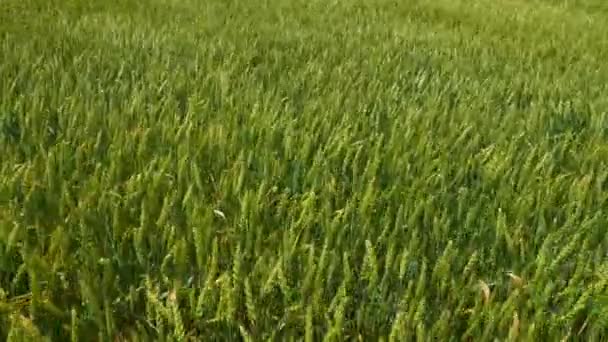Grünes Weizenfeld Frühsommer Der Kanadischen Landschaft Blick Auf Das Landwirtschaftliche — Stockvideo