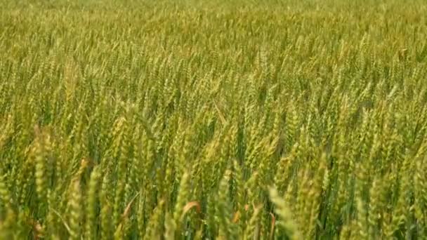 Zpomalit Pohled Zelené Pšeničné Pole Plodiny Pohybující Vlnách Silného Větru — Stock video